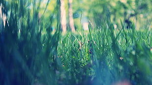green grasses beside trees